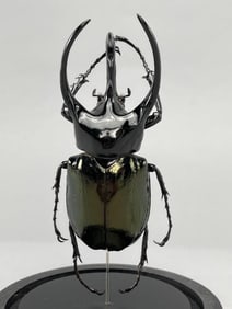 Three Horned Rhinoceros Beetle In Glass Dome