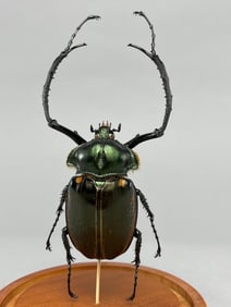 Long Armed Scarab Beetle In Glass Dome