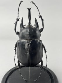 Three Horned Rhinoceros Beetle In Glass Dome