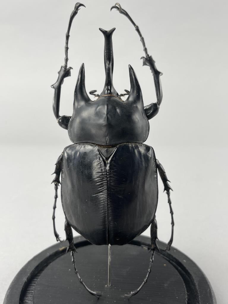 Three Horned Rhinoceros Beetle In Glass Dome (1 of 3)