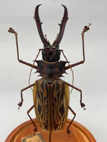 Sabertooth Longhorned Beetle In Glass Dome