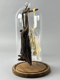 Hanging Bat Taxidermy Full Body & Skeleton