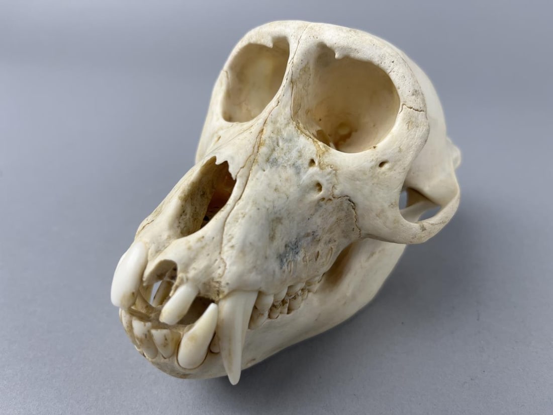 Crab-eating Macaque Monkey Skull (1 of 3)