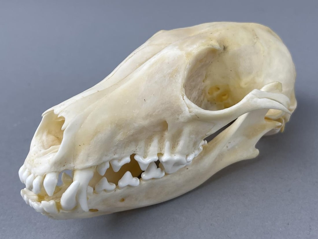 Red Fox Skull Natural Real Bone: Red Fox skull measures 6" x 3.5" x 2.5".