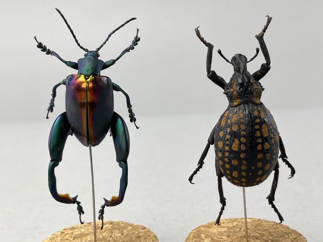 Rainbow Frog & Red Spotted Lily Weevil Beetles: Both Beetles come displayed in glass domes. Jeweled Rainbow Frog Beetle (Sagra Buqueti) measures 1.5" x 3".Red Spotted Lily Weevil Beetle (Brachycerus Ornatus) measures 1.5" x 3".