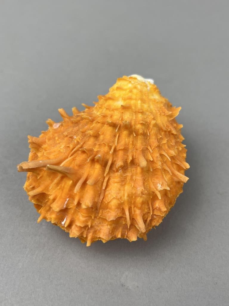 Orange Spiny Oyster Shell Spondylus (1 of 2)