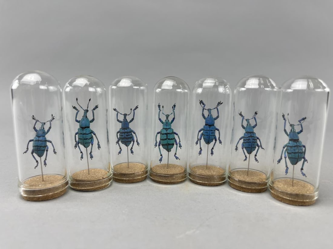 Turquoise Weevil Beetles (6) In Glass Domes (1 of 3)