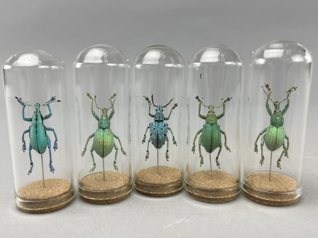 Assortment Of Metallic Green & Blue Weevils (5) (1 of 3)