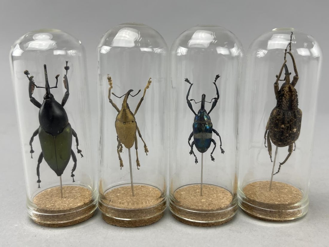 Assortment Of Long Snout Beetles (4) (1 of 3)