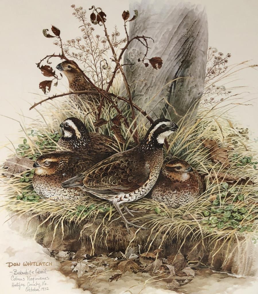 Don Whitlatch Signed Bobwhite Quail Print (1 of 12)