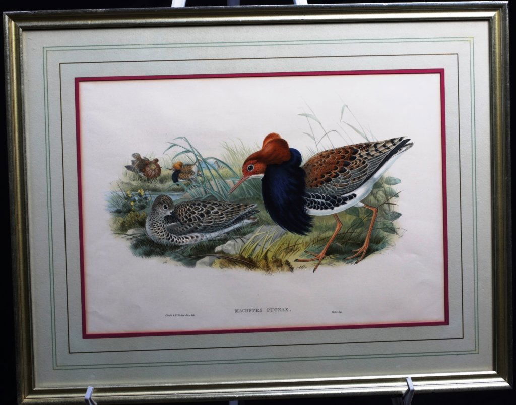 GOULD & RICHTER 14"X20" LITHOGRAPH: MACHETES PUGNAX BIRDS BY J. GOULD & H.C. RICHTER, del et lith-Walter IMP. Gould 's artwork is referenced in Darwin's book On The Origin of the Species.