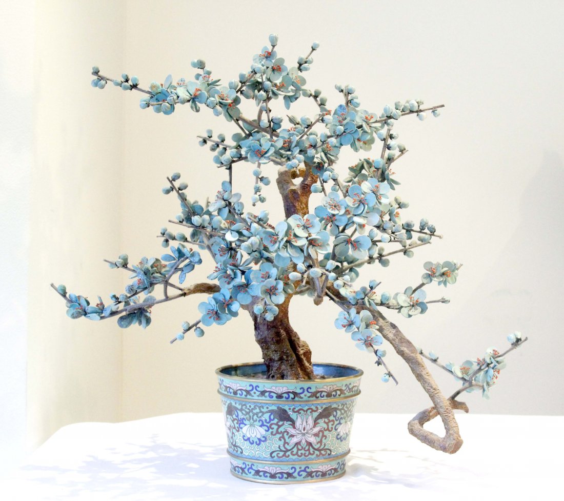 A Chinese Turquoise Wintersweet Flowering Tree (1 of 2)