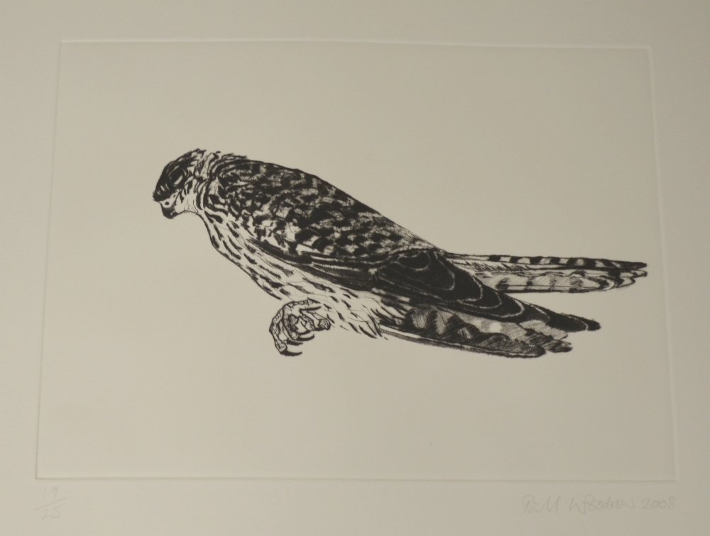 Bill Woodrow etching of a Falcon, 19/25 (1 of 1)