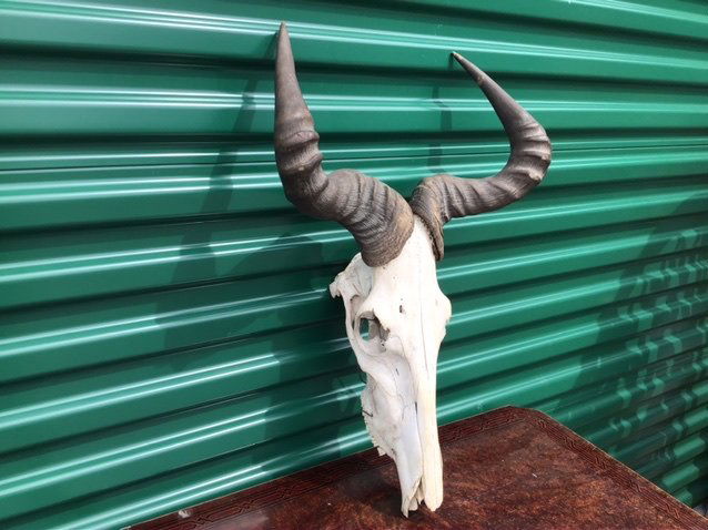 Vintage Longhorn Cow Skull (1 of 2)