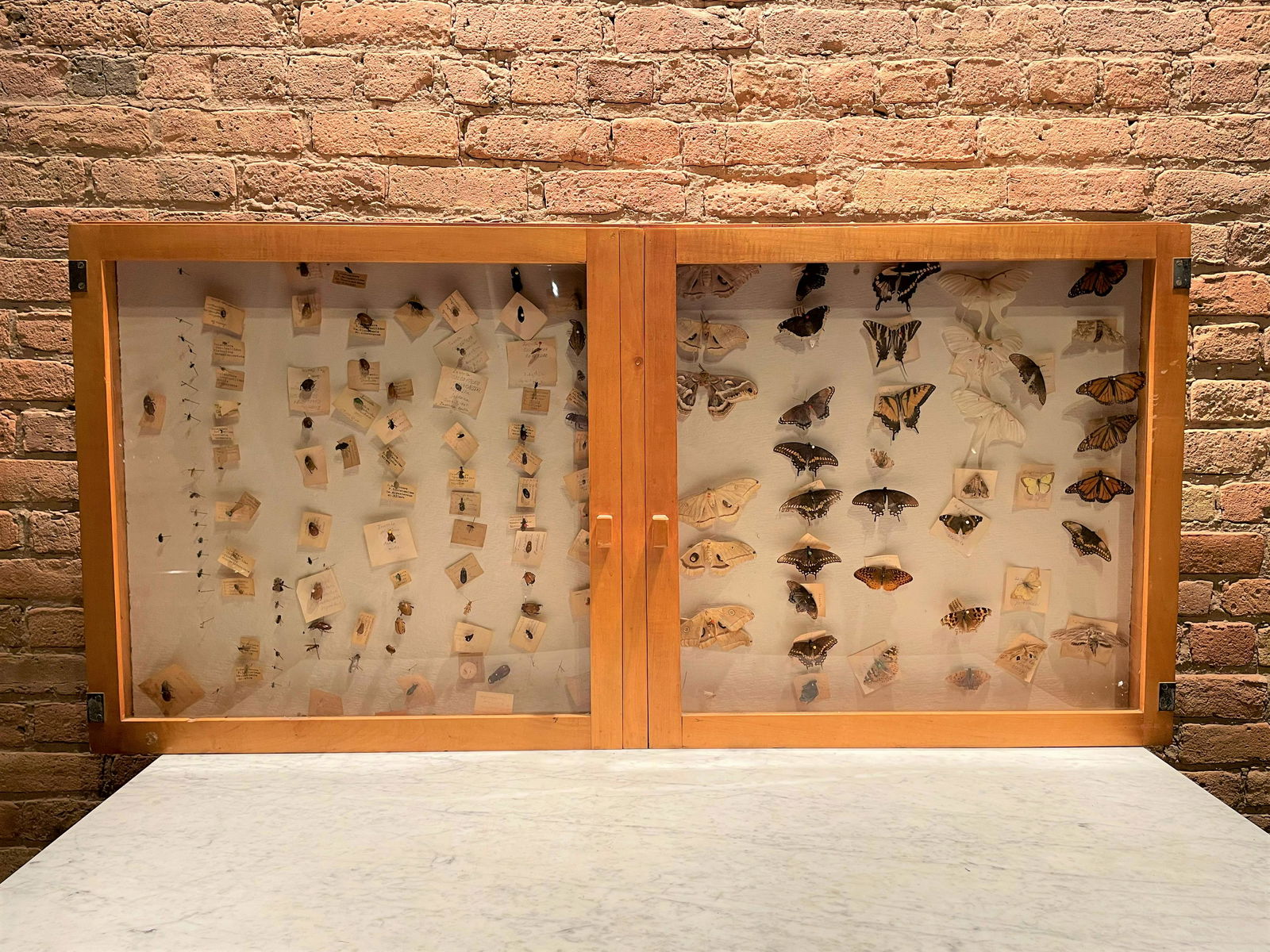 Vintage Museum Butterfly Display (1 of 8)