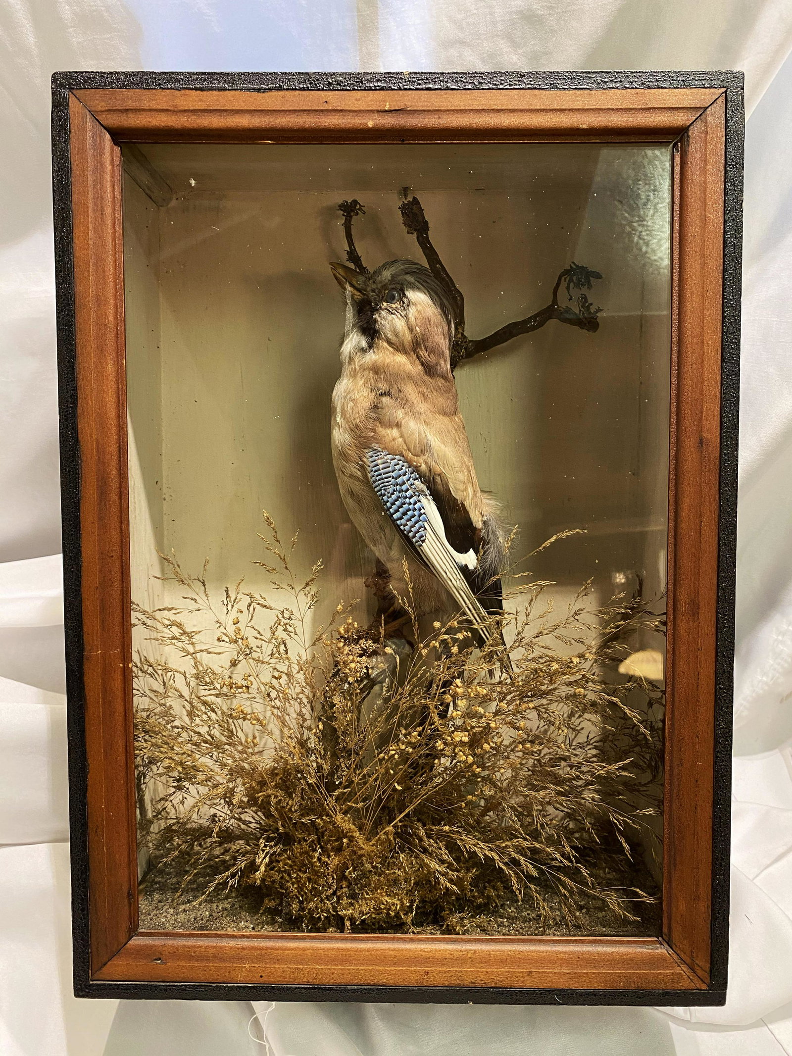 Victorian Jaybird in Box: 17in, 12 in wide and 5 in deep