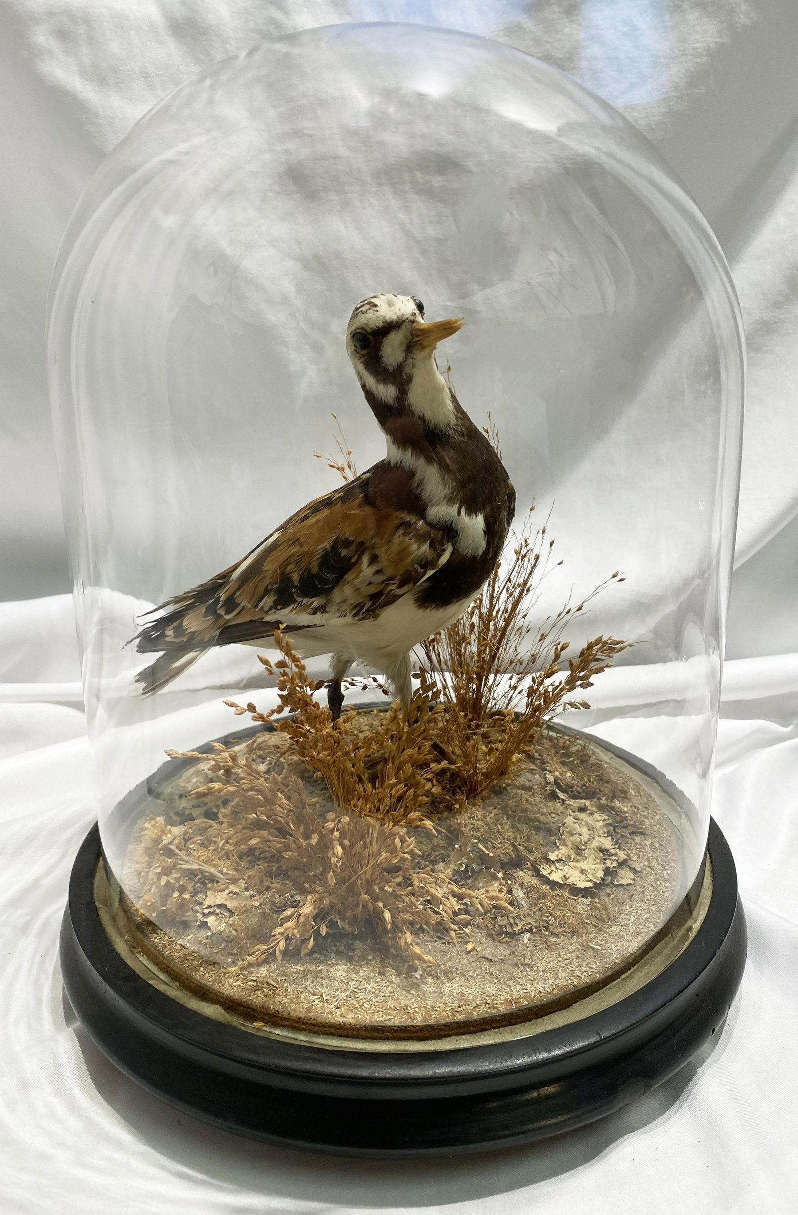 Victorian Shorebird in dome: 13.5 inches tall