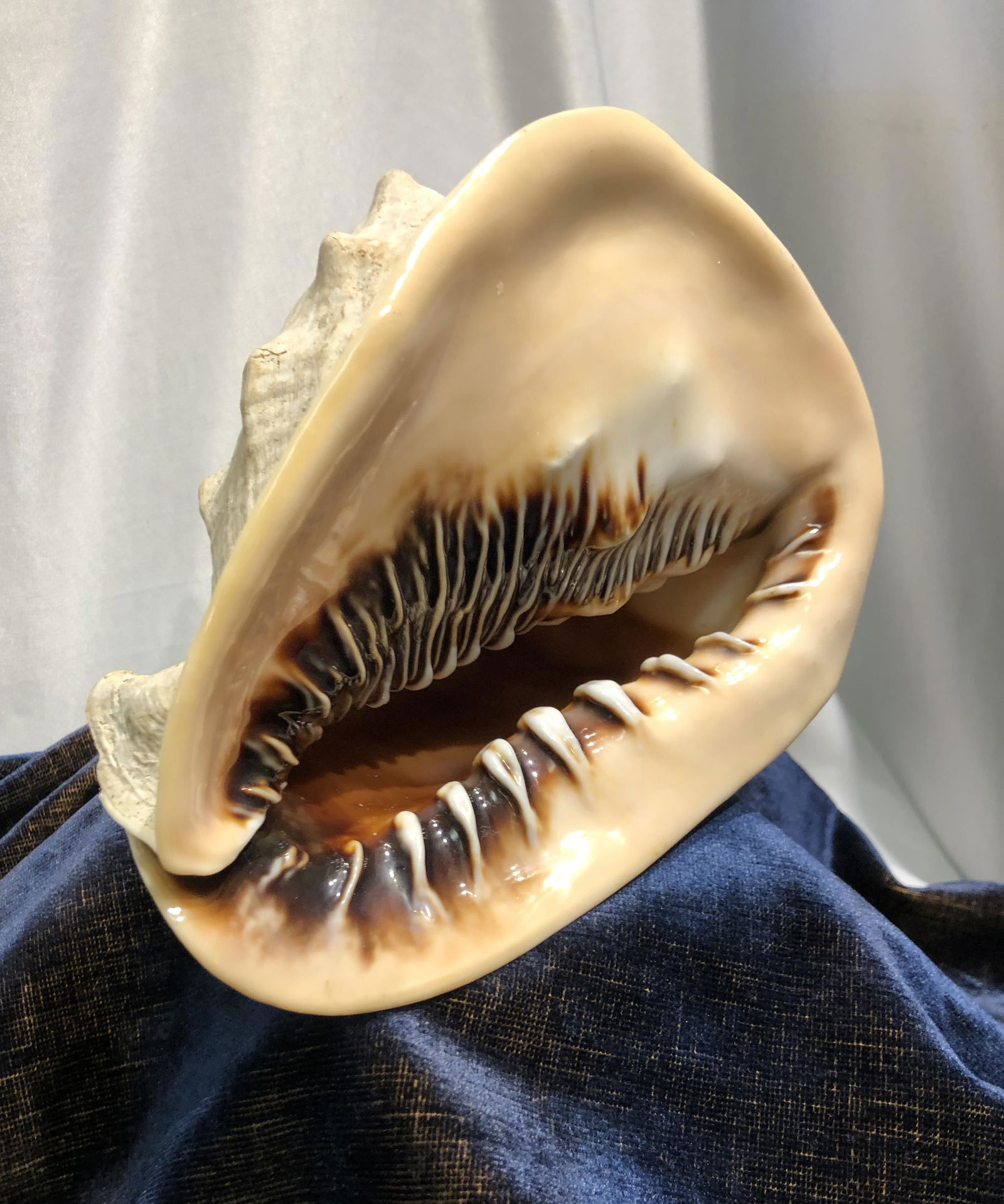 Vintage Conch Shell (1 of 5)