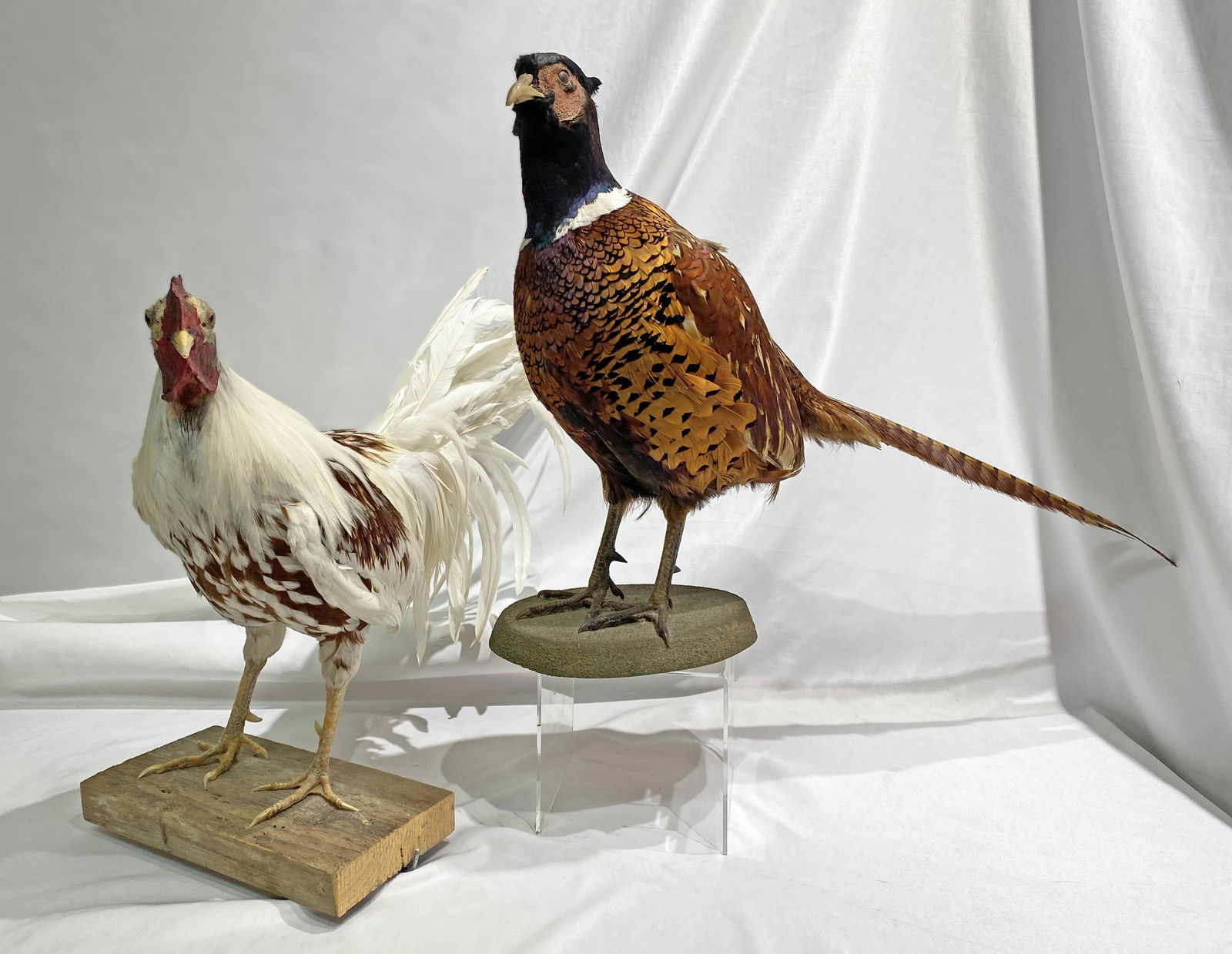 Taxidermy Pheasant & Rooster (1 of 3)