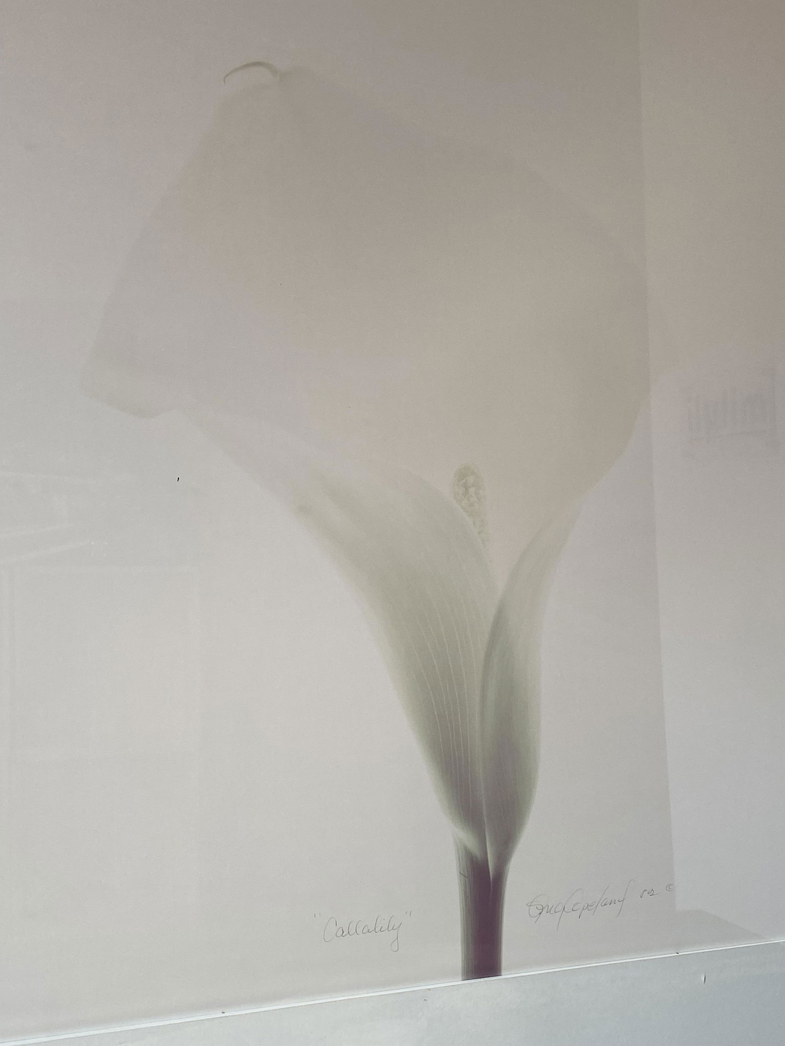 Large Scale Greg Copeland Cala Lily Framed (1 of 6)