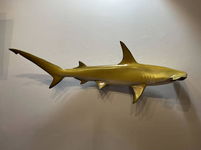 Hammerhead Shark Taxidermy