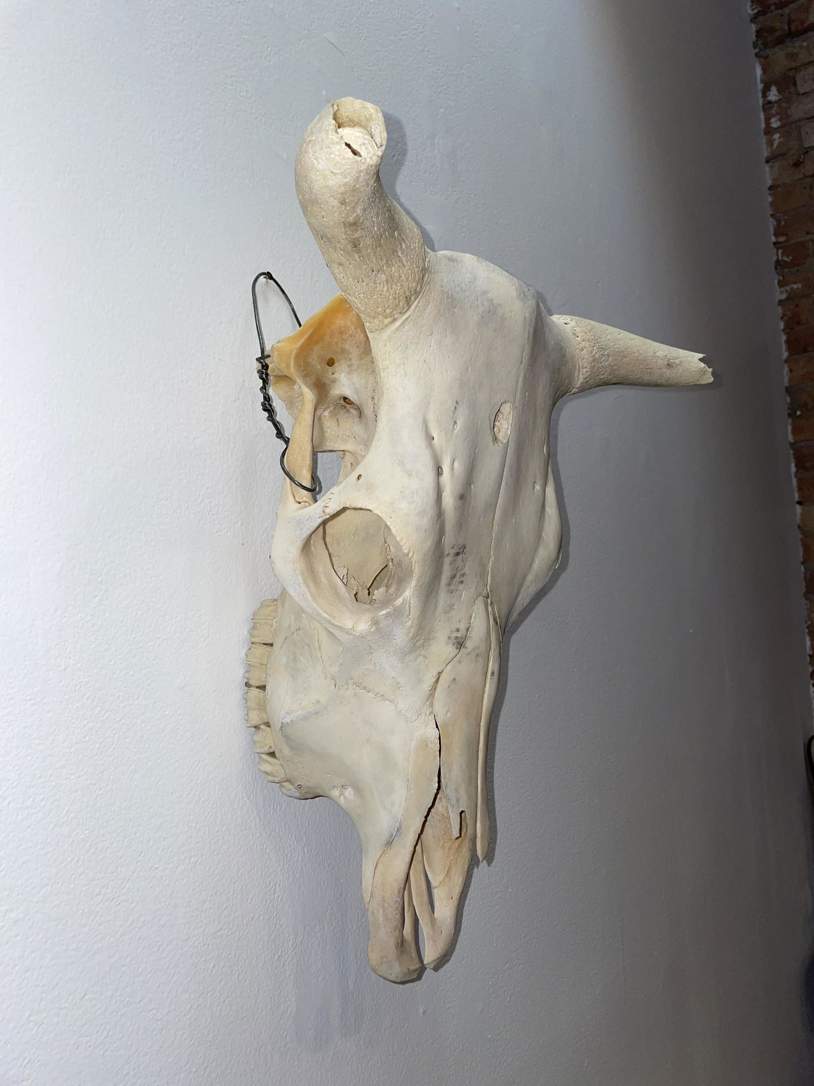 Steer Skull (1 of 6)