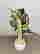 item-127383900=4