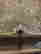 item-130930564=5