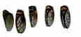 item-130930566=3