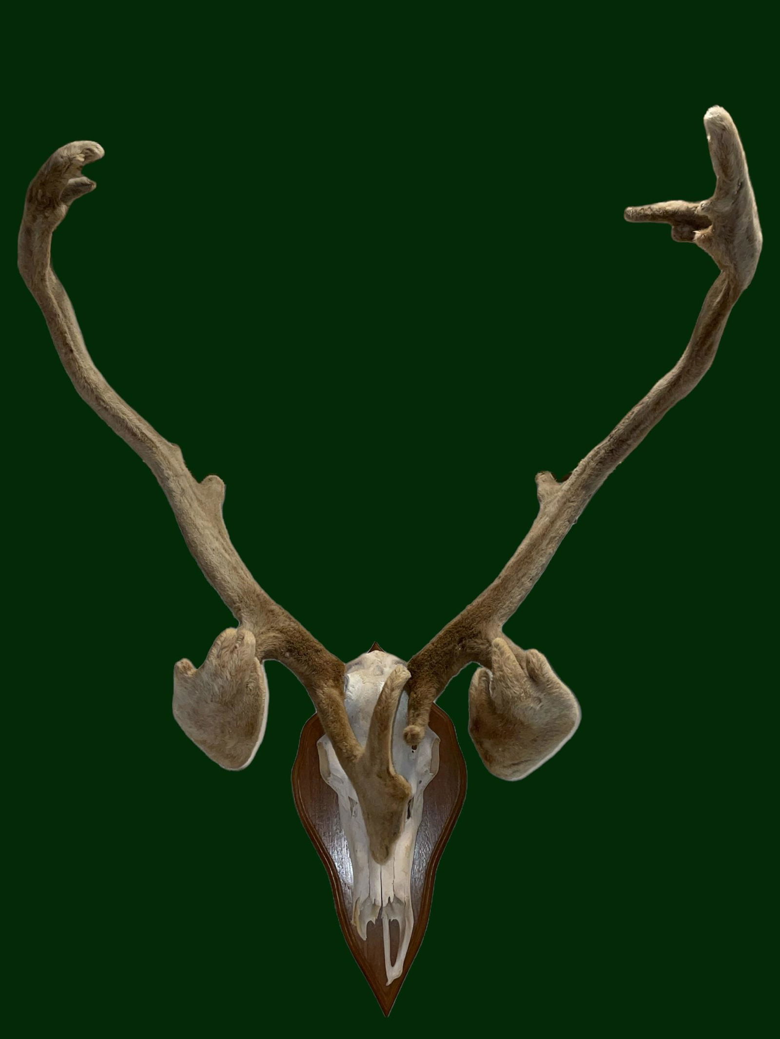 Authentic Caribou Skull Taxidermy Wall Hanging (1 of 10)