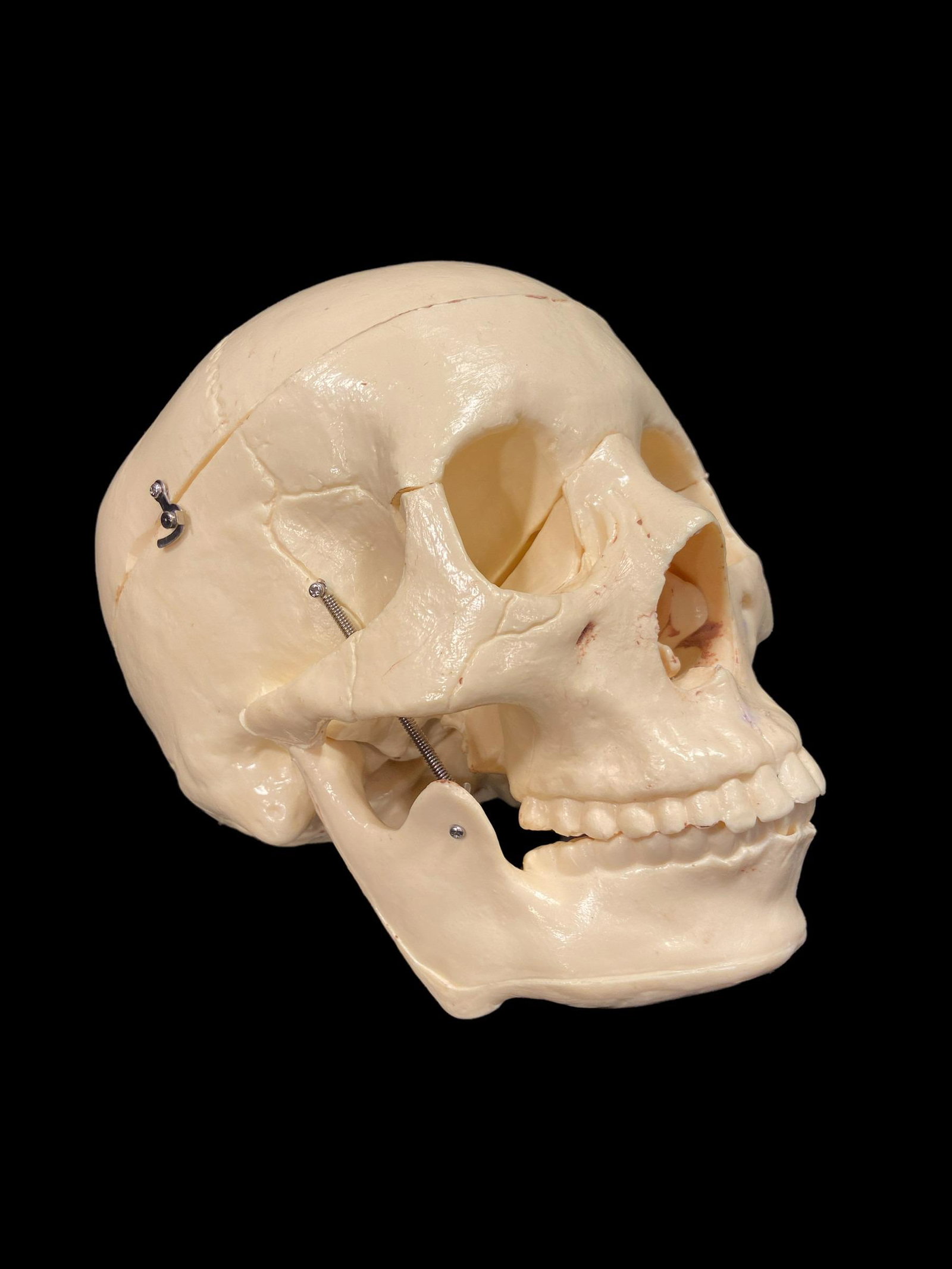 Vintage Scientific Human Skull Model: 6.5in H x 5in W x 8 in D