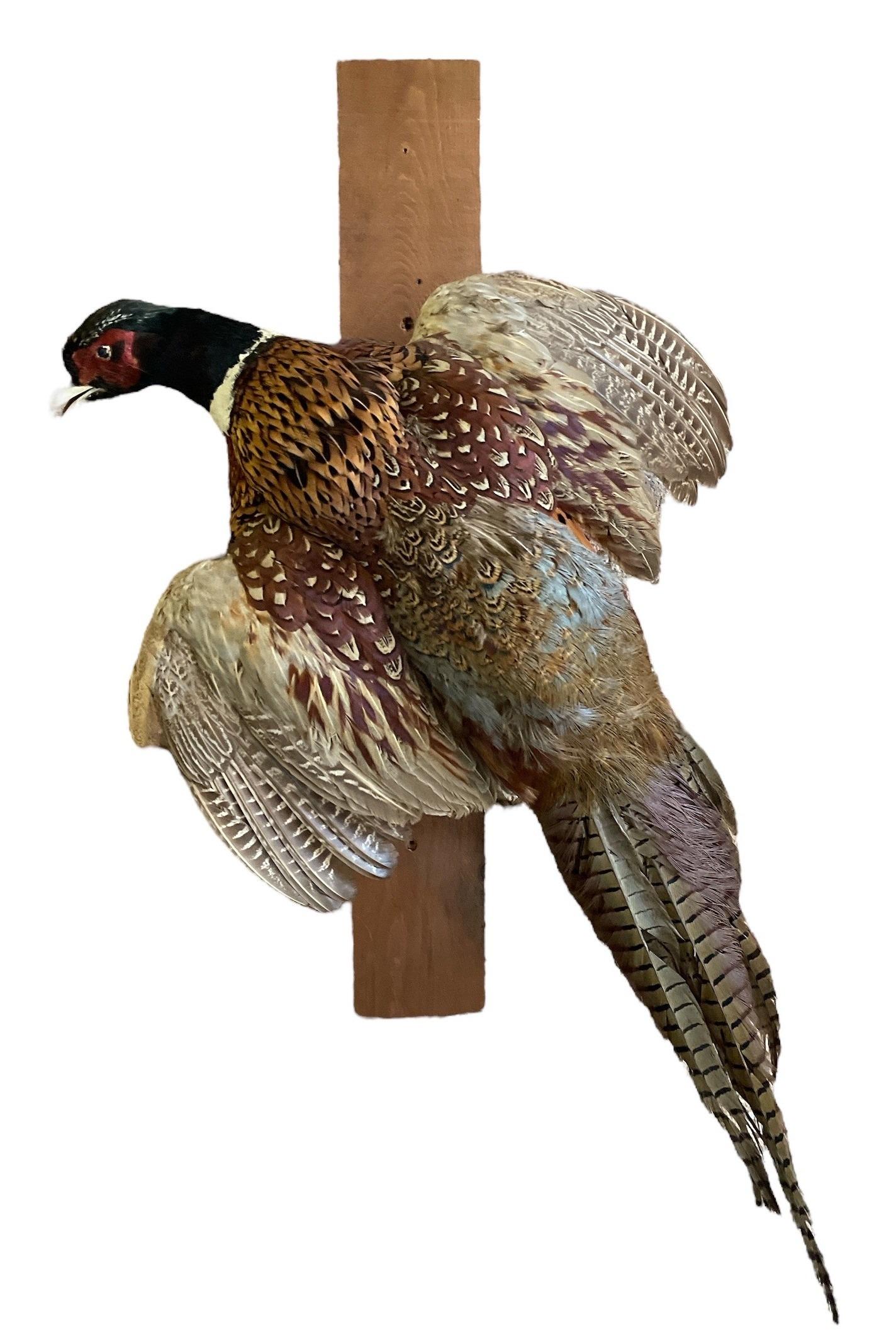 Taxidermy Pheasant (1 of 3)