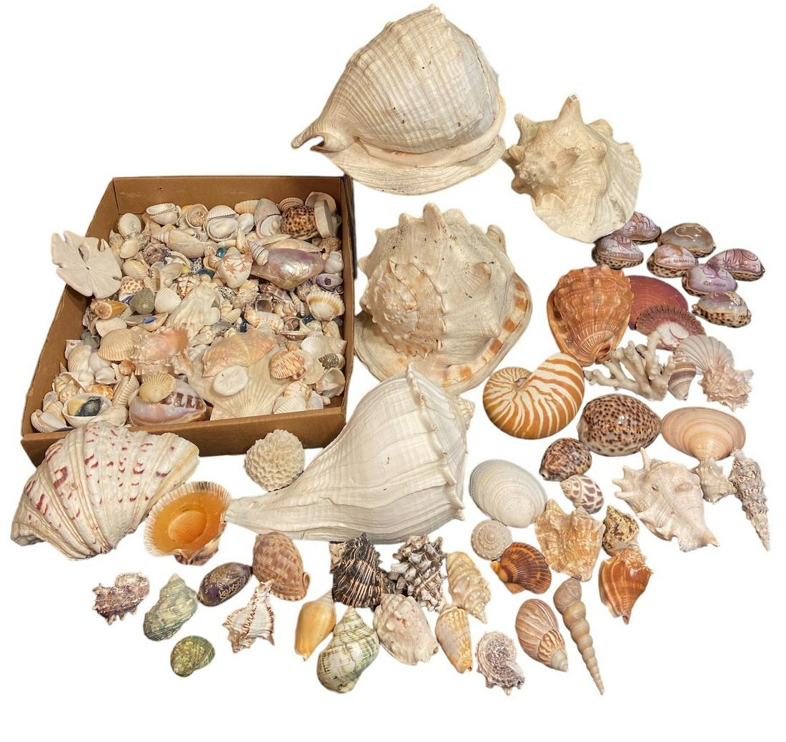 Large Conch and  Seashell Collection (1 of 4)