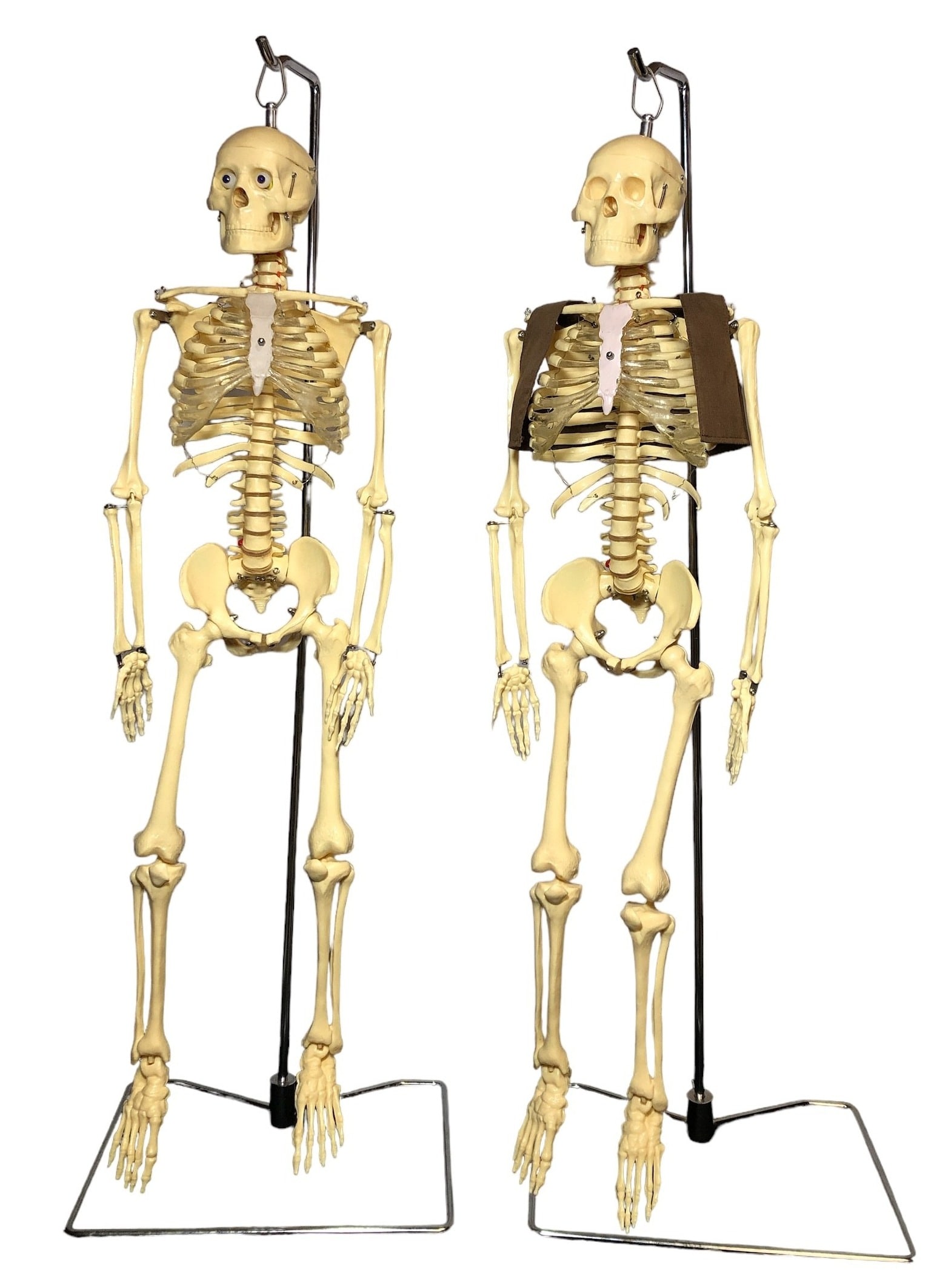 Two Anatomical Skeleton Models Auction