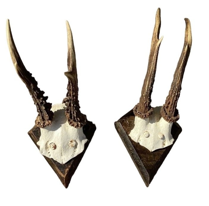 Antique Miniature Deer Antlers Pair: 10.25 H x 4.25" W x 4" D