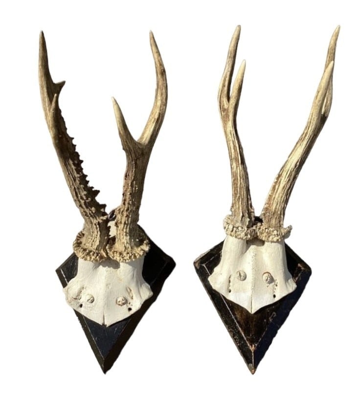 Antique Miniature Deer Antlers Pair: 10" H x 4.25" W x 6" D