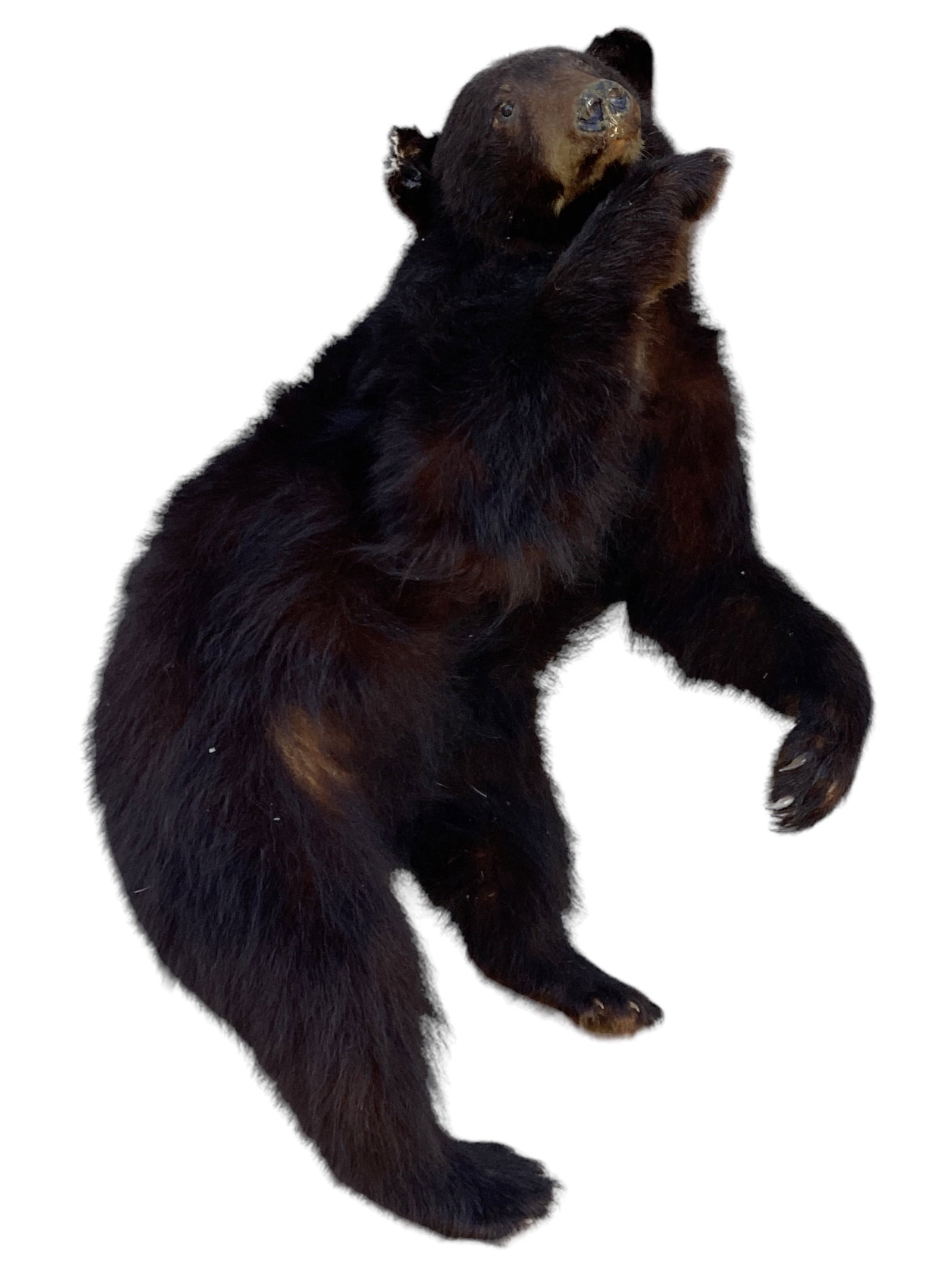Full Body Taxidermy Black Bear: 42" H x 18" W