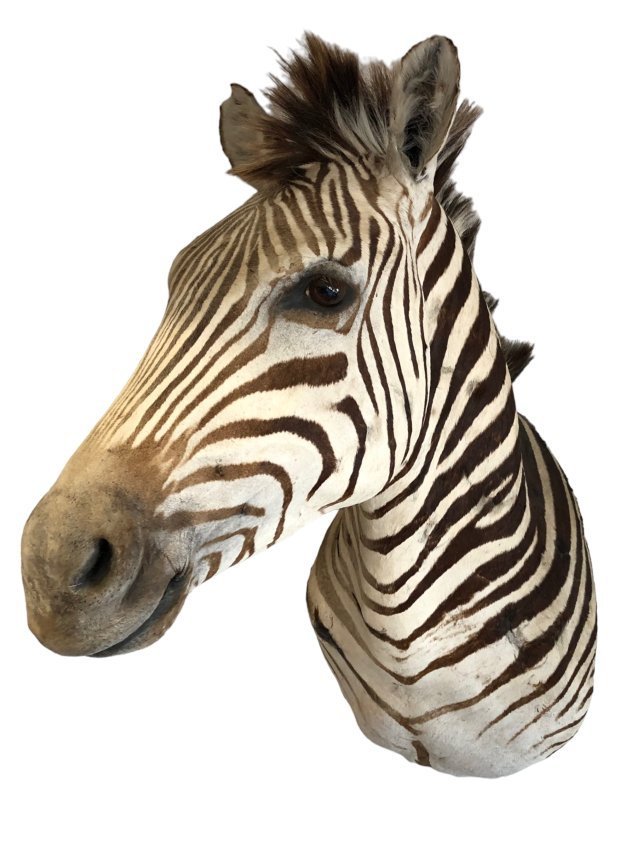 Taxidermy Zebra Head Mount (1 of 7)