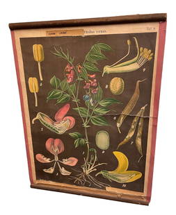 Vintage European Botanical Chart: 29" H x 22" W