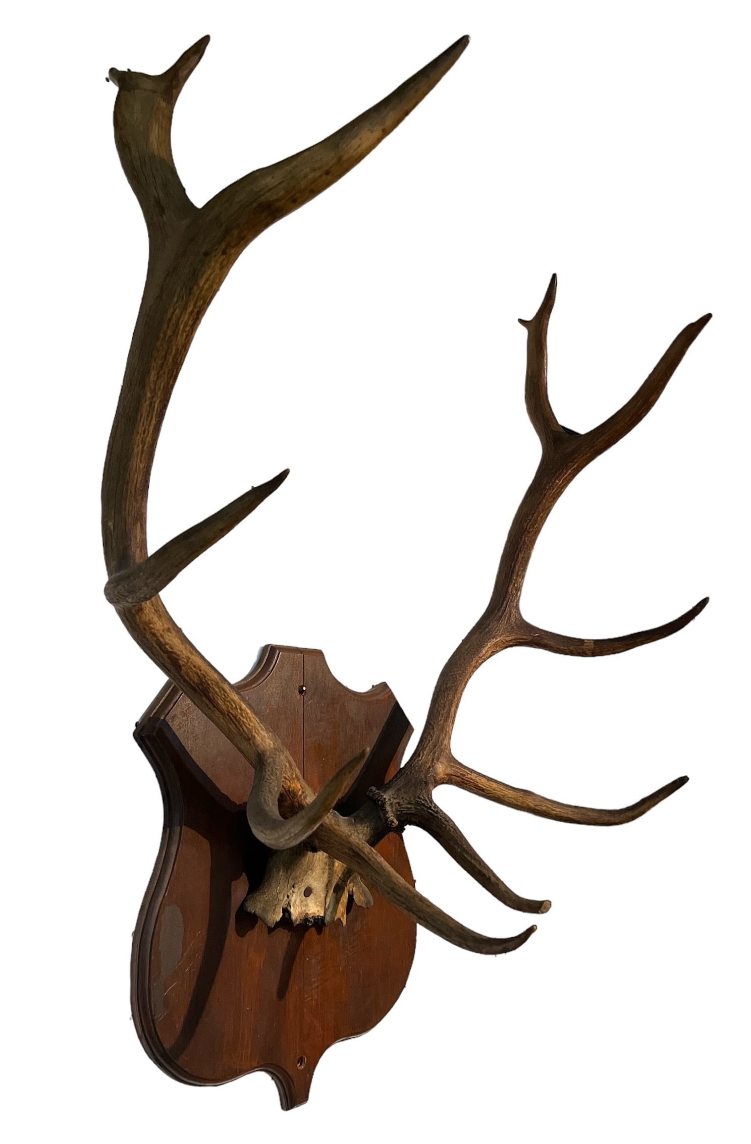 Large Primitive Elk Antler Wall Mount (1 of 4)