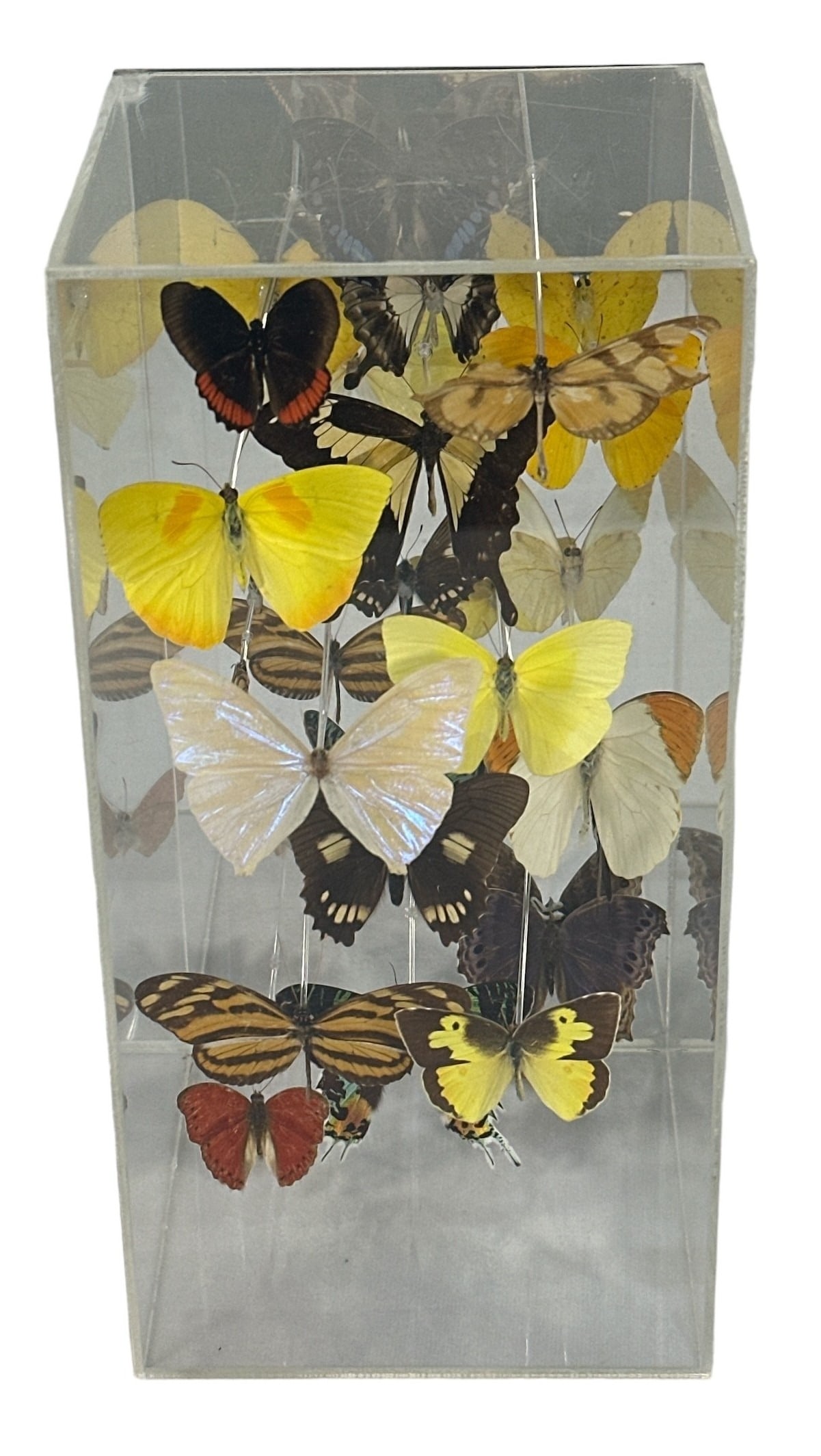 Encased Butterfly Display "Butterflies in Flight" (1 of 6)