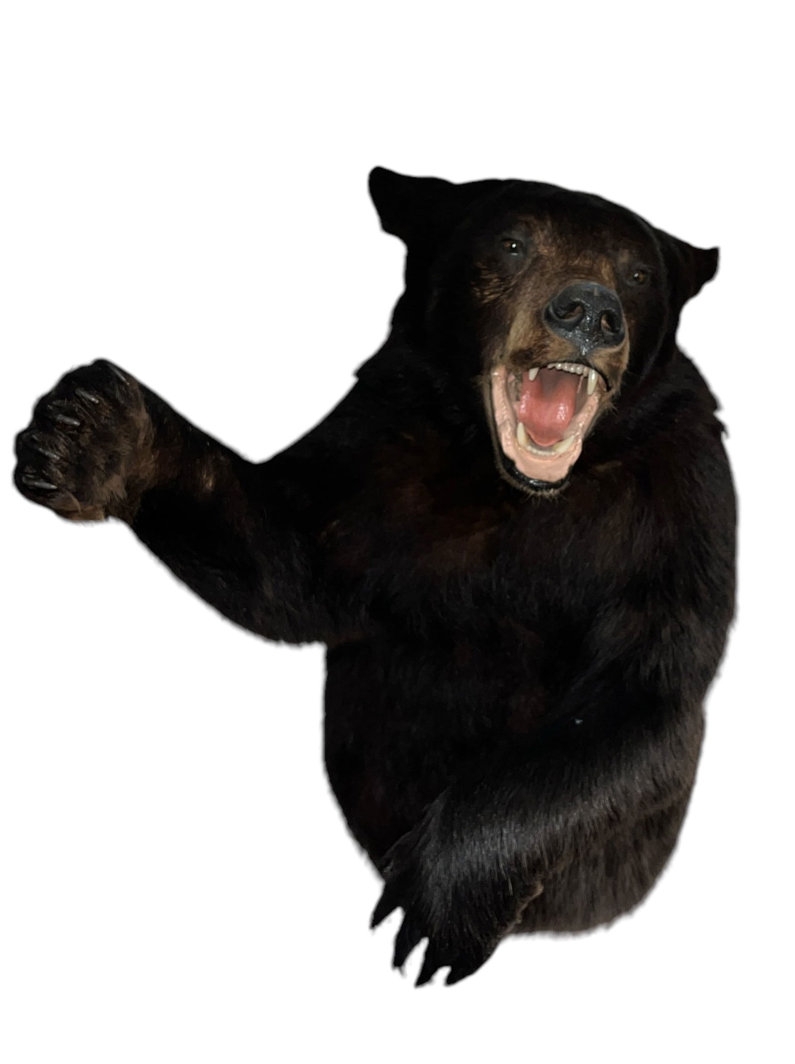 A Vintage Charging Black Bear Taxidermy (1 of 5)