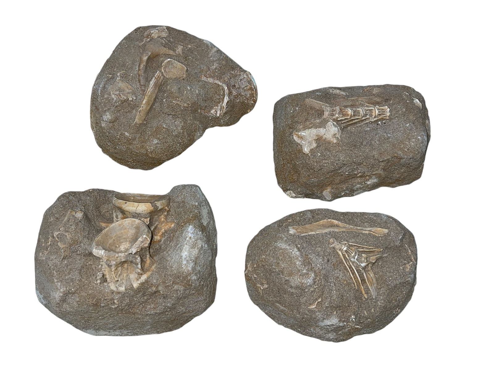 Collection Four Geological Fossil Rocks (1 of 4)