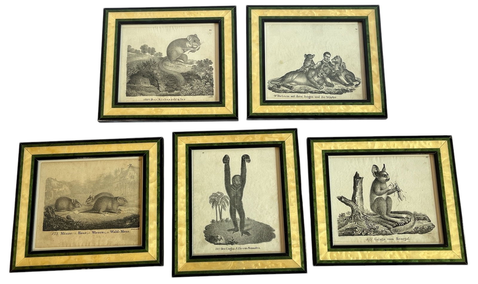 Set of Five 19th C German Book Plate Etchings, Animals (1 of 6)