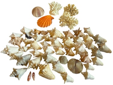 A Large Collection of Seashells and Conch Shells