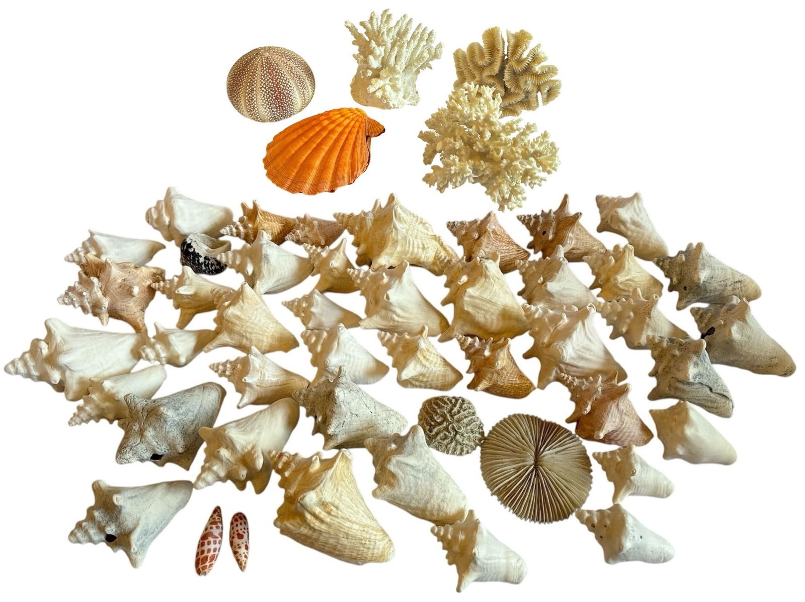 A Large Collection of Seashells and Conch Shells (1 of 3)