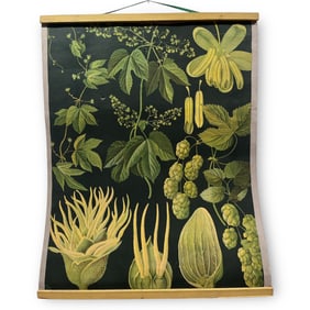 European School Chart, Botanical