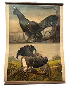 European School Chart Capercaillie Scottish Birds