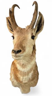 A Vintage Pronghorn Antelope TAXIDERMY MOUNT: 26" H x 10" W x 14" D.