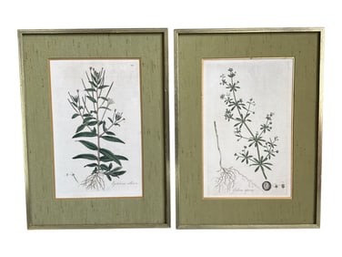 Two Vintage Hand Colored Botanical Prints